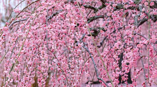 Mie & Shiga Day Tour from Japan: Plum Blossom Viewing at Suzuka Forest, Strawberry Picking, and Ryuo Outlet Shopping Day Tours