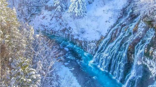 Hokkaido Asahiyama Zoo + Shirahige Waterfall + Seven Stars Tree Romantic 1-day Tour | Optional Set Lunch Included Day Tours