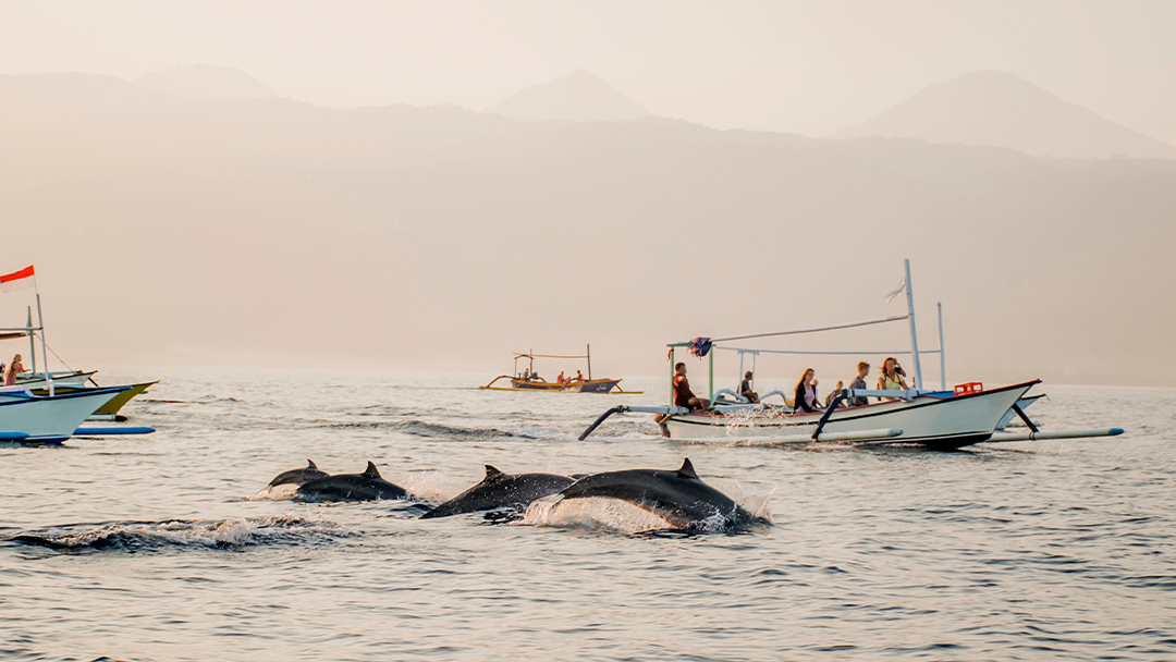 Saraswati Lovina Dolphin Tour – Sunrise & Wildlife Adventure