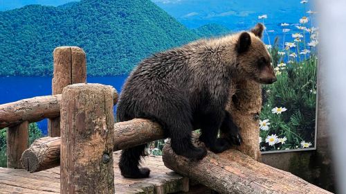 Hokkaido Lake Toya Hot Spring • Showa Shinzan Bear Ranch • Lake Shikotsu Cape Chikyu 1-day tour Day Tours