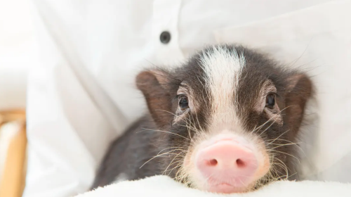 [mipig cafe Meguro Branch] Popular Healing Pig Cafe Interactive Experience