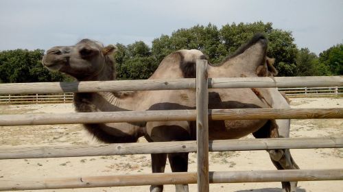 Zoo De La Barben