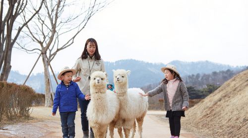 Gyeonggi Province|1-day tour to Gangchon Rail Park + Alpaca World Day Tours