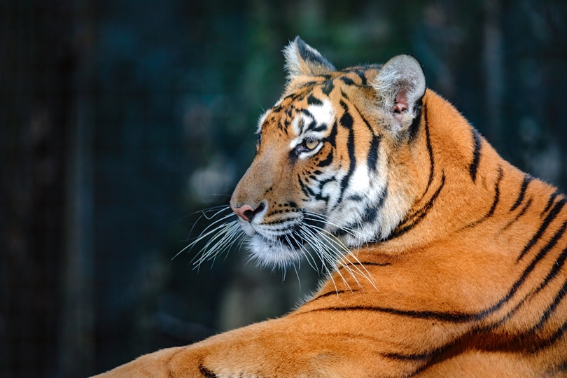Shanghai Zoo