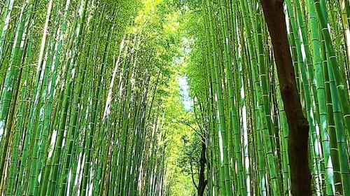 Kyoto: 10 Must-See Sights Guided tour Day Tours