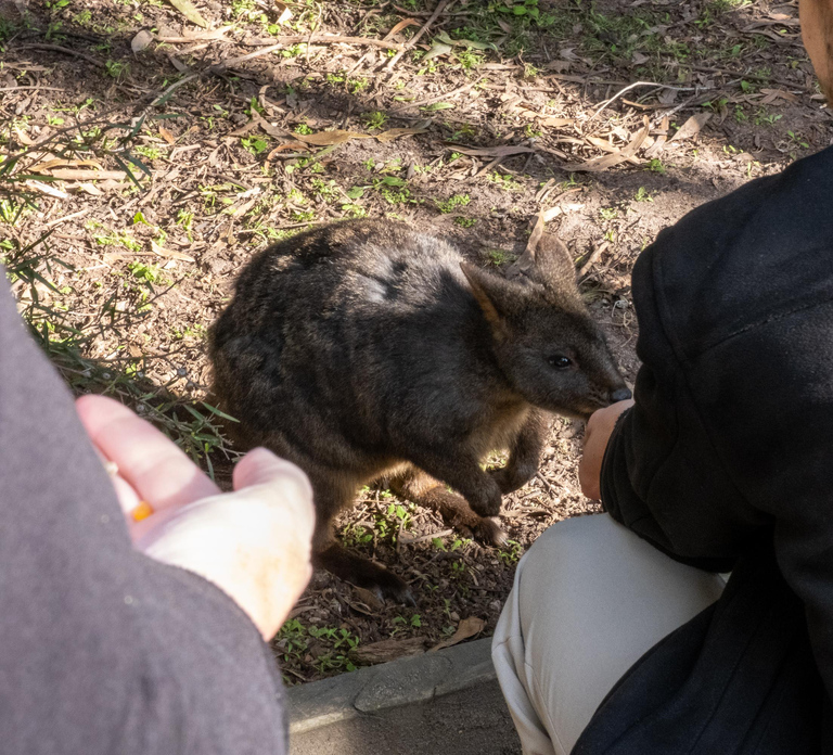 From Melbourne: Phillip Island and Penguin Parade Day Tour