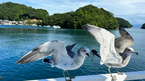 Kyoto Tango Sea Train + Amanohashidate + Ine Boat Houses 1-day tour, including train fare and optional boat ride