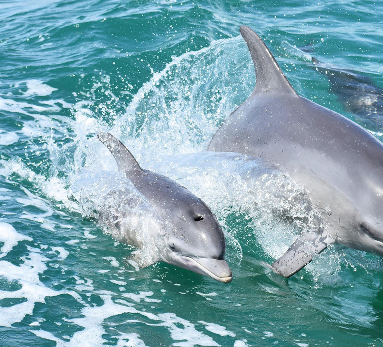 Mandurah: Dolphin and Views Cruise