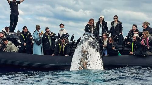 Sydney Whale Watching Cruise Half Day Tour