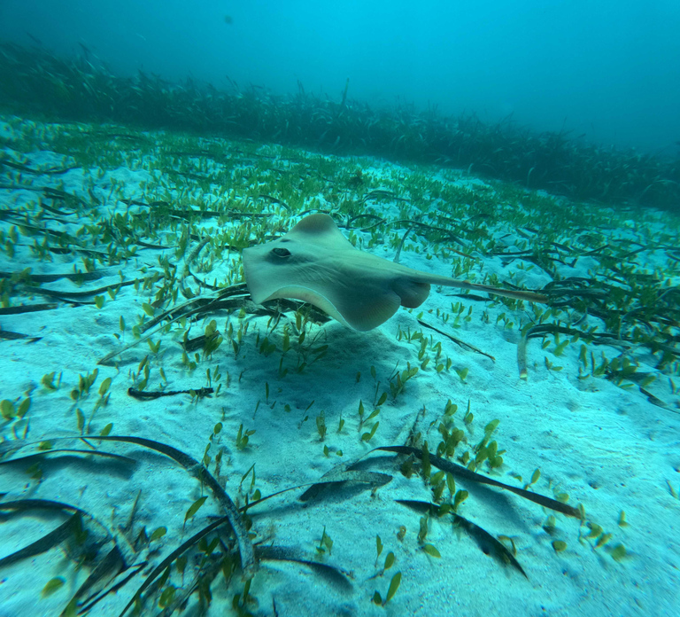 Jervis Bay: Guided Snorkelling Tour with expert guide