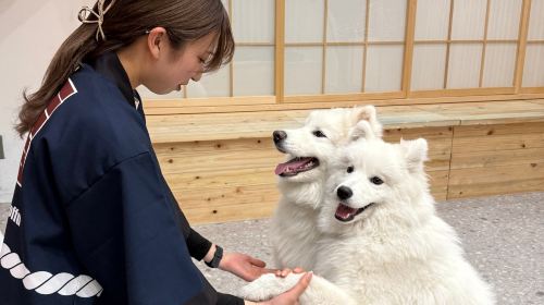Samoyed in Harajuku: The Fluffiest Spot on Takeshita Street Play Now