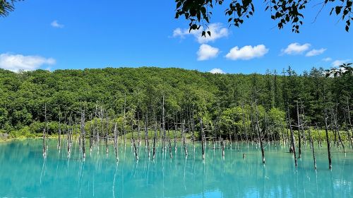 Furano & Biei Customised Private Day Tour (Up to 3 Pax/11 Hours) Day Tours