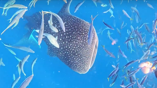 Swim with Whale Sharks in Okinawa, Japan – Snorkeling, Scuba Diving