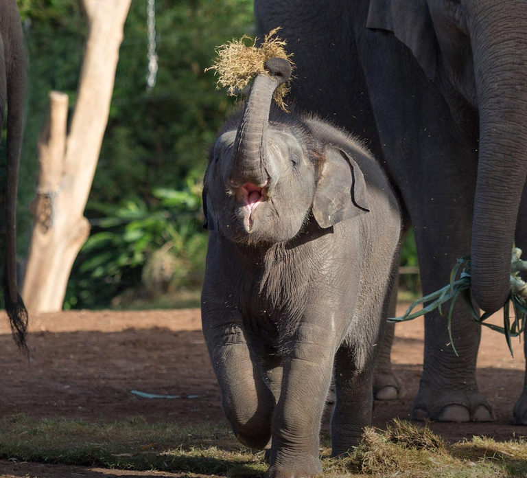 Sydney: Taronga Zoo Ticket with Return Ferry