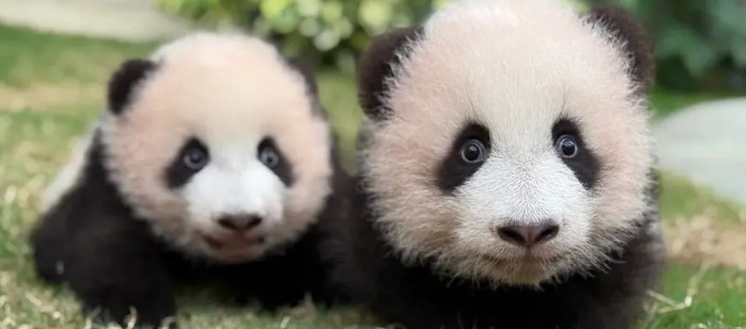 Ocean Park Panda Adventure