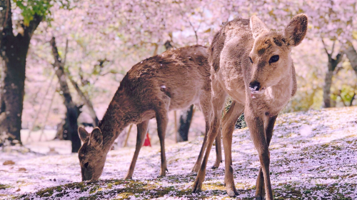 Optional small group for 9 people · 1-day tour to Osaka, Kyoto and Nara