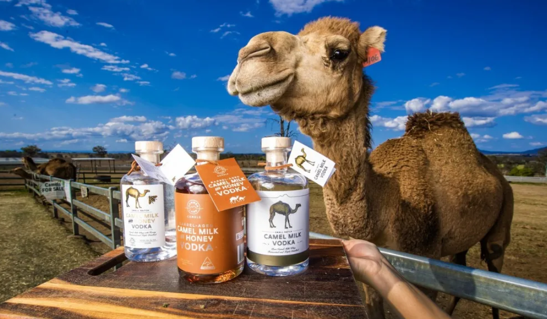 Summer Land Camel Farm Tour with Grazing Platter