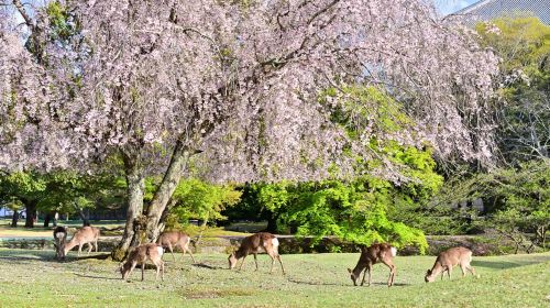 Nara Park + Arashiyama + Kinkaku-ji + Fushimi Inari Taisha one-day tour [includes meal] Day Tours