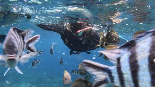 Okinawa blue cave snorkeling & diving experience package