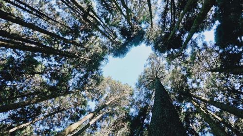 Alishan & Fenchihu Day Tour from Taichung Day Tours