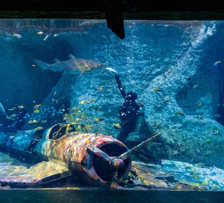 National Aquarium & Adrenark Adventure Combo Ticket