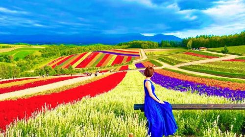 1-Day Flower Viewing Tour from Sapporo: Biei, Shikisai-no-Oka & Shirogane Blue Pond