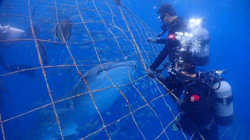 1-hour certified scuba diving in Okinawa, Japan