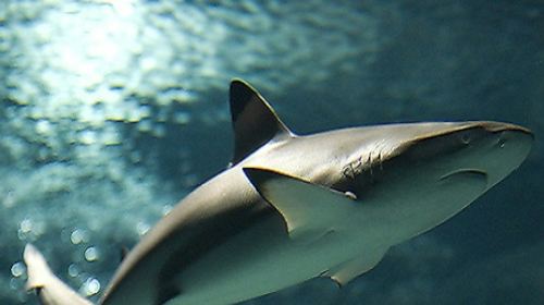 Lanzarote Aquarium: Skip The Line Ticket Senior