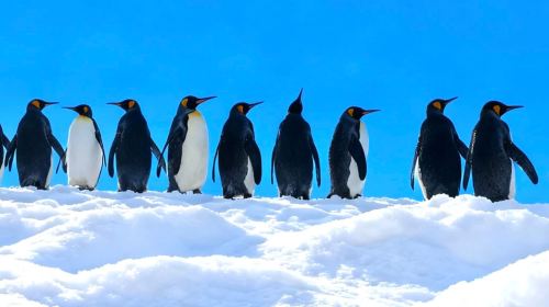 Hokkaido Asahiyama Zoo + Forest Terrace + Shirahige Falls 1-day tour | 40-person bus tour group Day Tours