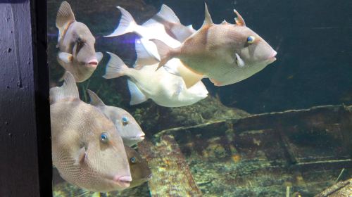 Acuario do Grove
