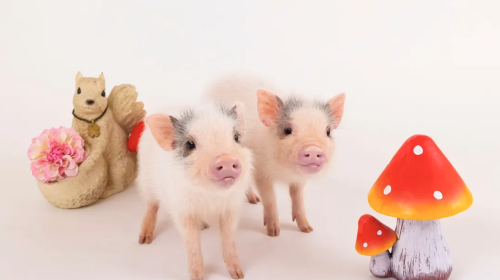 mipig cafe AEON Mall Sapporo Hassamu Popular Healing Pig Cafe Interactive Experience