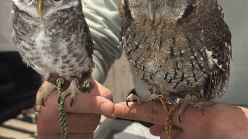 Animal Encounter Cafe: Hedgehogs, Owls & Monkeys in Tokyo