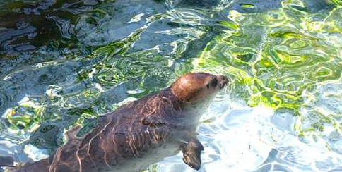 Hokkaido Scenic Highlights: Asahiyama Zoo, Biei Blue Pond & Seasonal Farm Tomita | 1-Guest Guaranteed Departure