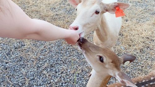 Wonderland of Deer
