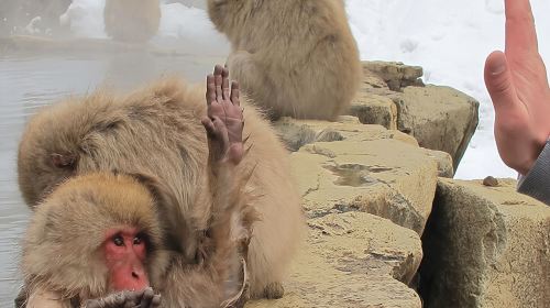 Green Season Snow Monkeys: Baby Monkeys & Scenic Forest Walk Day Tours
