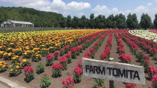 [Biei/Furano] One-day sightseeing by private car! Day Tours
