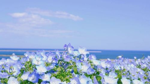 Ibaraki Hitachi Seaside Park + Kamiiso no Torii + Nakaminato Fish Market Flower Sea 1-day tour