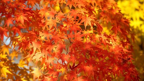 Kyoto: 2-Hour Guided Tour of Arashiyama's Autumn Leaves Day Tours