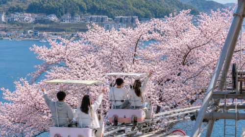 Explore the hidden gems of the sea of Kyoto! 1-day tour to Amanohashidate & Ine boat houses