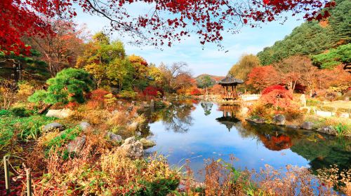Nami Island + The Garden of Morning Calm One Day Tour