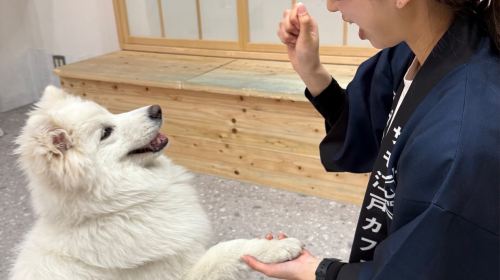 Samoyed in Harajuku: The Fluffiest Spot on Takeshita Street Play Now