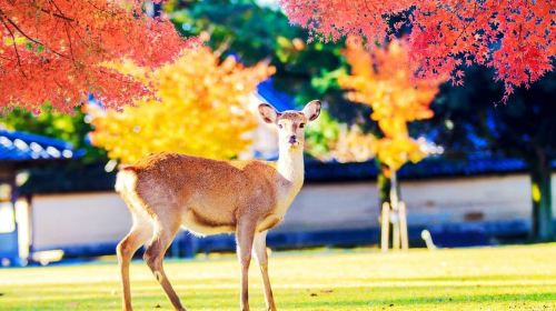 Kyoto/Osaka: Kyoto and Nara World Heritage Day Tour Day Tours