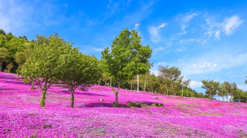 Hokkaido flower viewing 1-day tour: Shibazakura Takinoue kōen Park + tulip park | Depart from Sapporo Day Tours