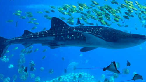 Swim with Whale Sharks in Okinawa, Japan – Snorkeling, Scuba Diving