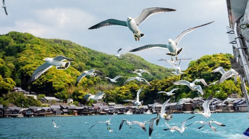 Kyoto by the Sea of Japan – Amanohashidate, Ine Fishing Village