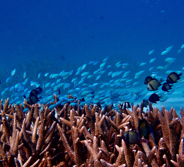 Exmouth: Guided Ningaloo Reef Snorkel Adventure