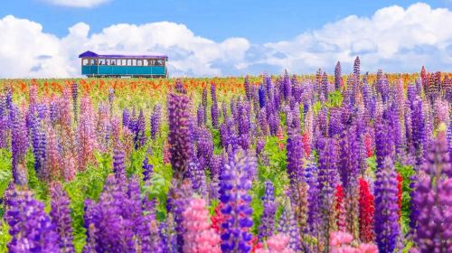 Hokkaido Flower Fields Day Tour from Sapporo – Shikisai-no-Oka, Farm Tomita