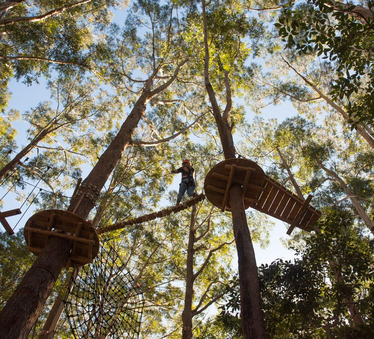 Coffs Harbour: Treetops Adventure Tree Ropes Course