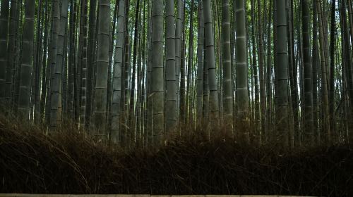 Kyoto: Early Morning Tour with English-Speaking Guide Day Tours