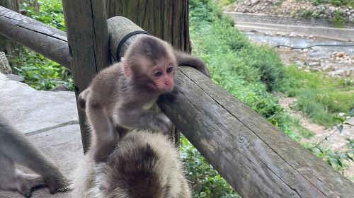 Green Season Snow Monkeys: Baby Monkeys & Scenic Forest Walk Day Tours